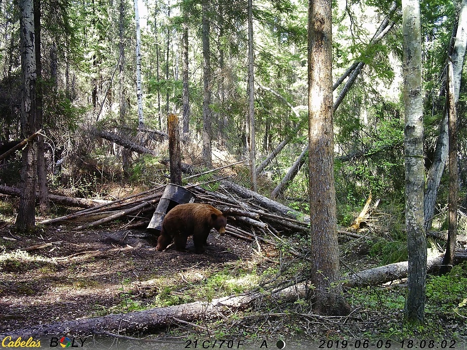 Beaver City Bear Hunts